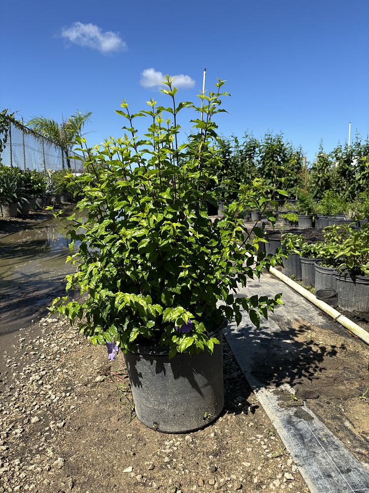 thunbergia-erecta-king-s-mantle-blue