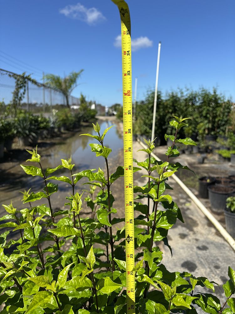 thunbergia-erecta-king-s-mantle-blue