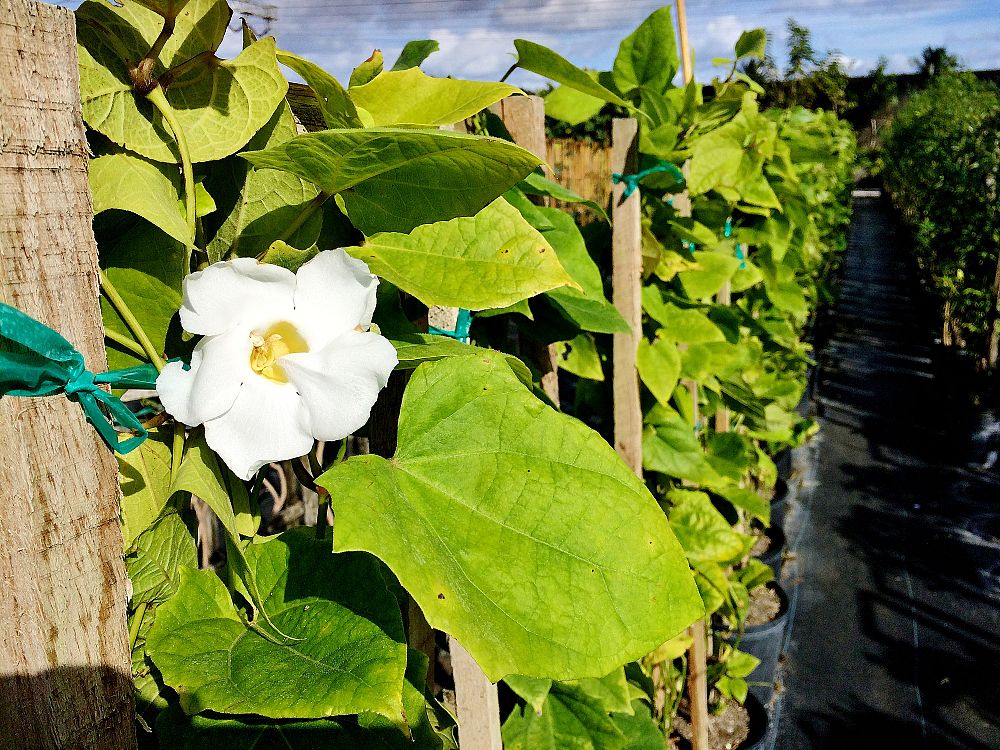 thunbergia-grandiflora-alba-sky-vine