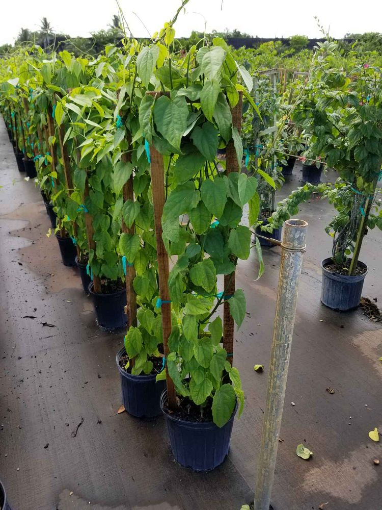 thunbergia-grandiflora-alba-sky-vine