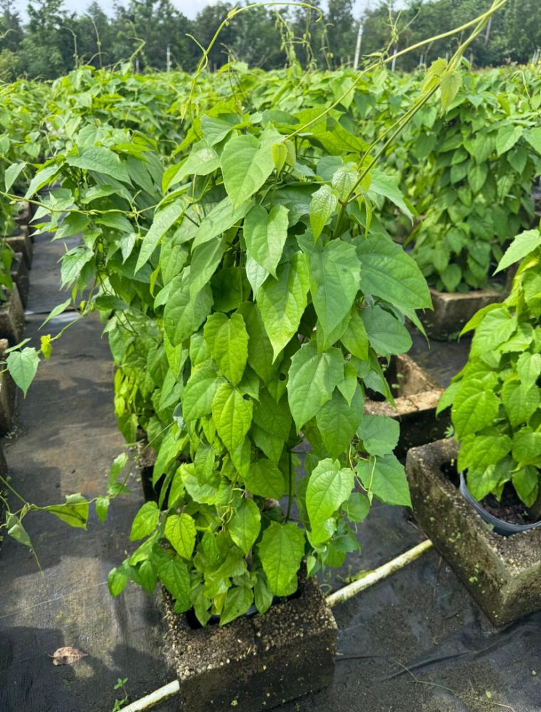thunbergia-grandiflora-augusta-blue-sky-vine-bengal-clock-vine
