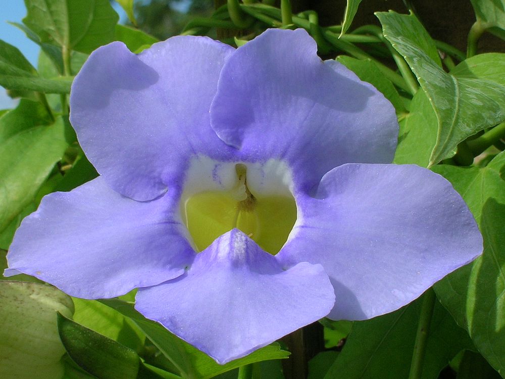 thunbergia-grandiflora-blue-sky-vine