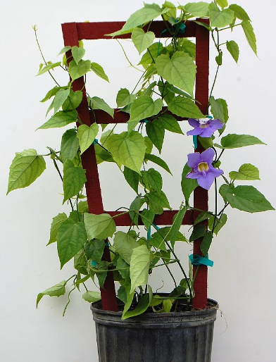 thunbergia-grandiflora-blue-sky-vine