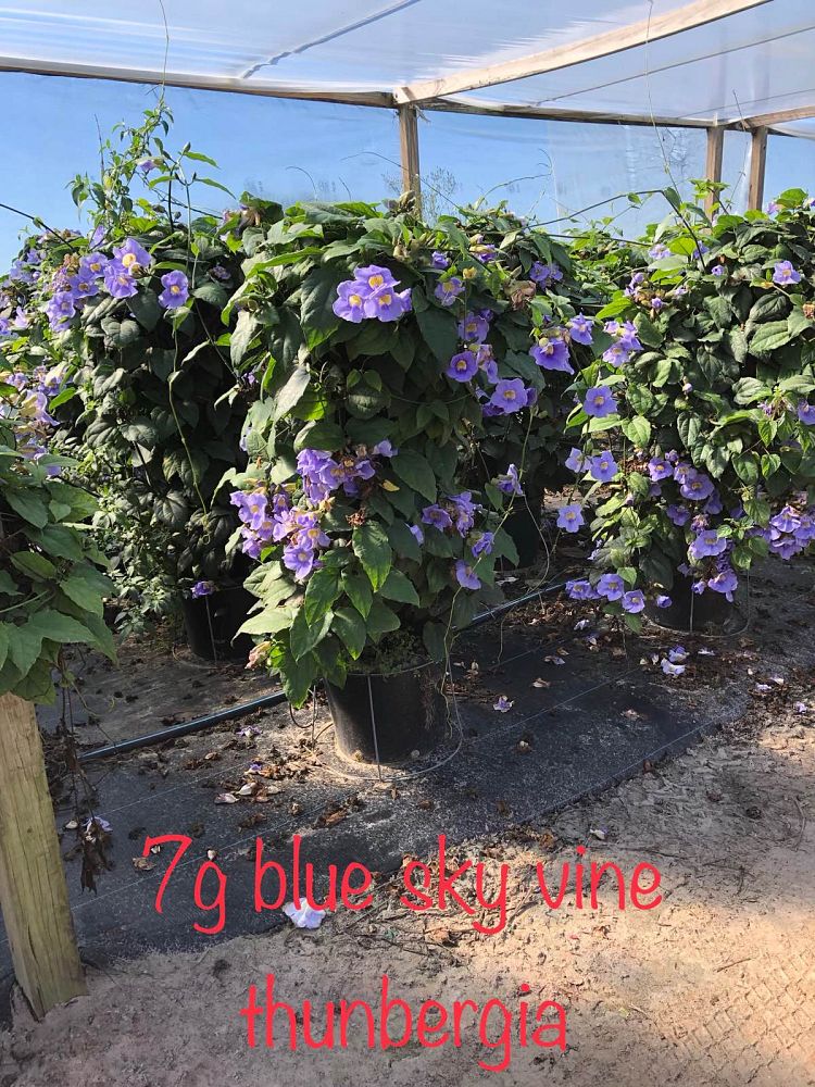 thunbergia-grandiflora-blue-sky-vine