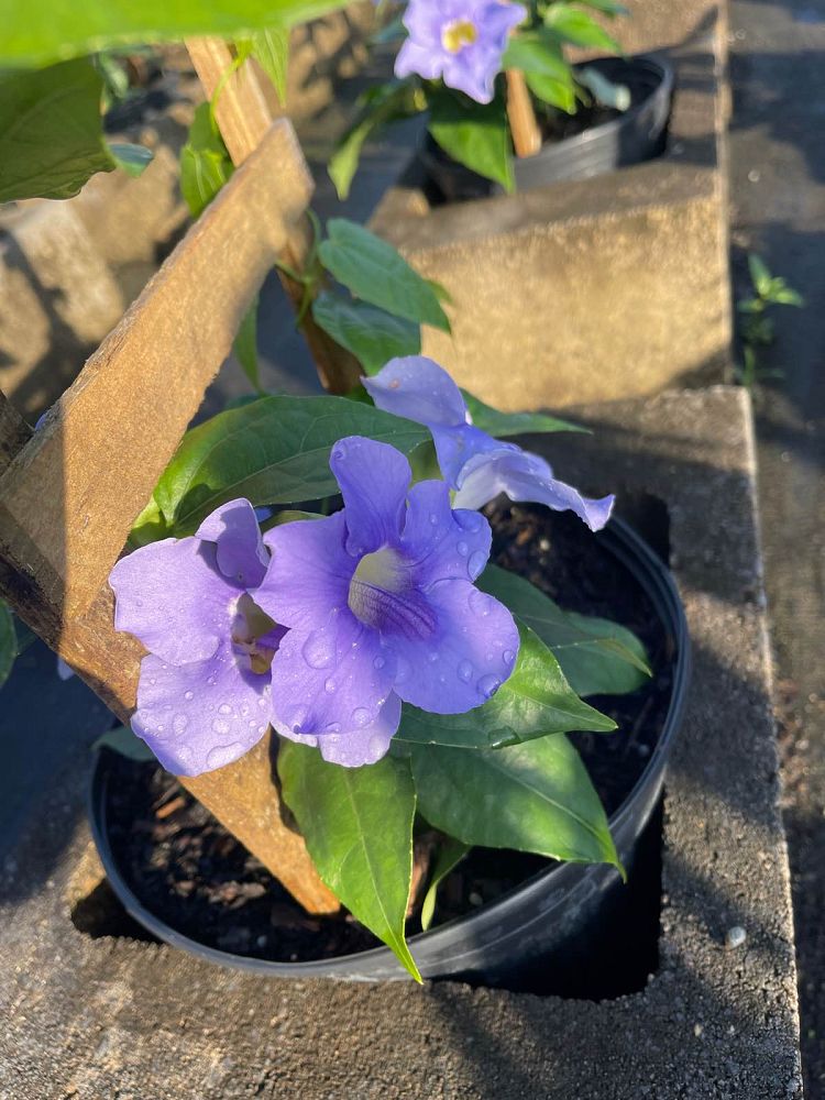 thunbergia-grandiflora-blue-sky-vine