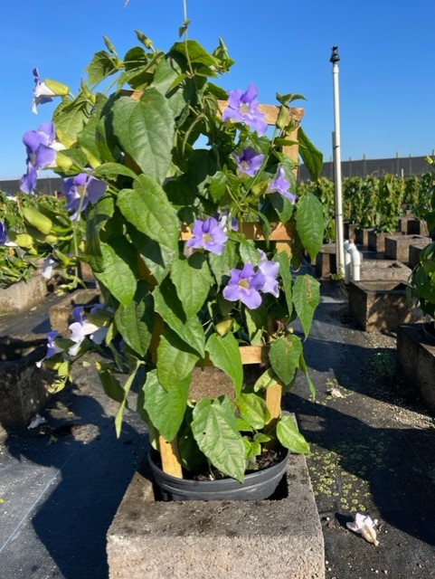 thunbergia-grandiflora-blue-sky-vine