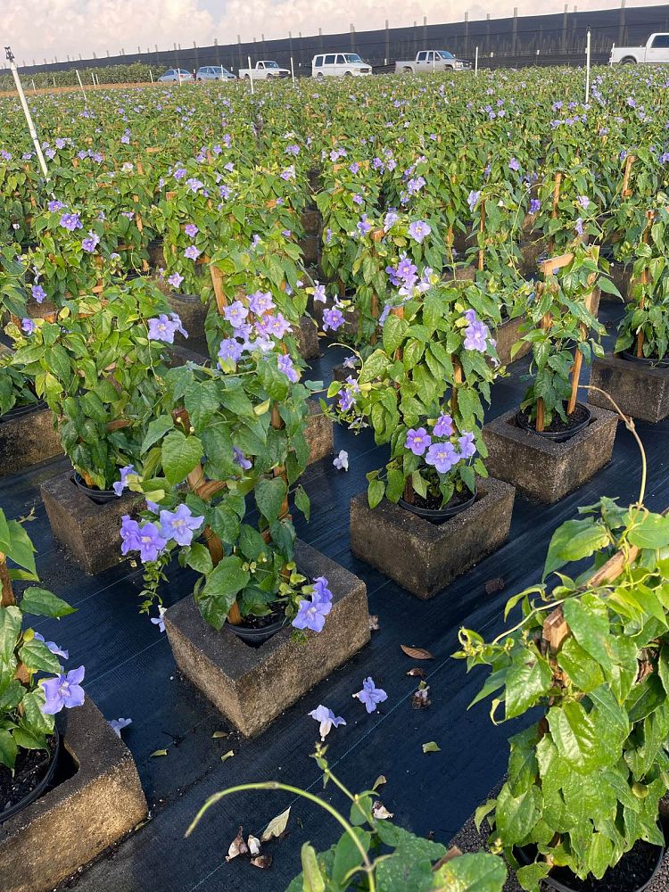 thunbergia-grandiflora-blue-sky-vine