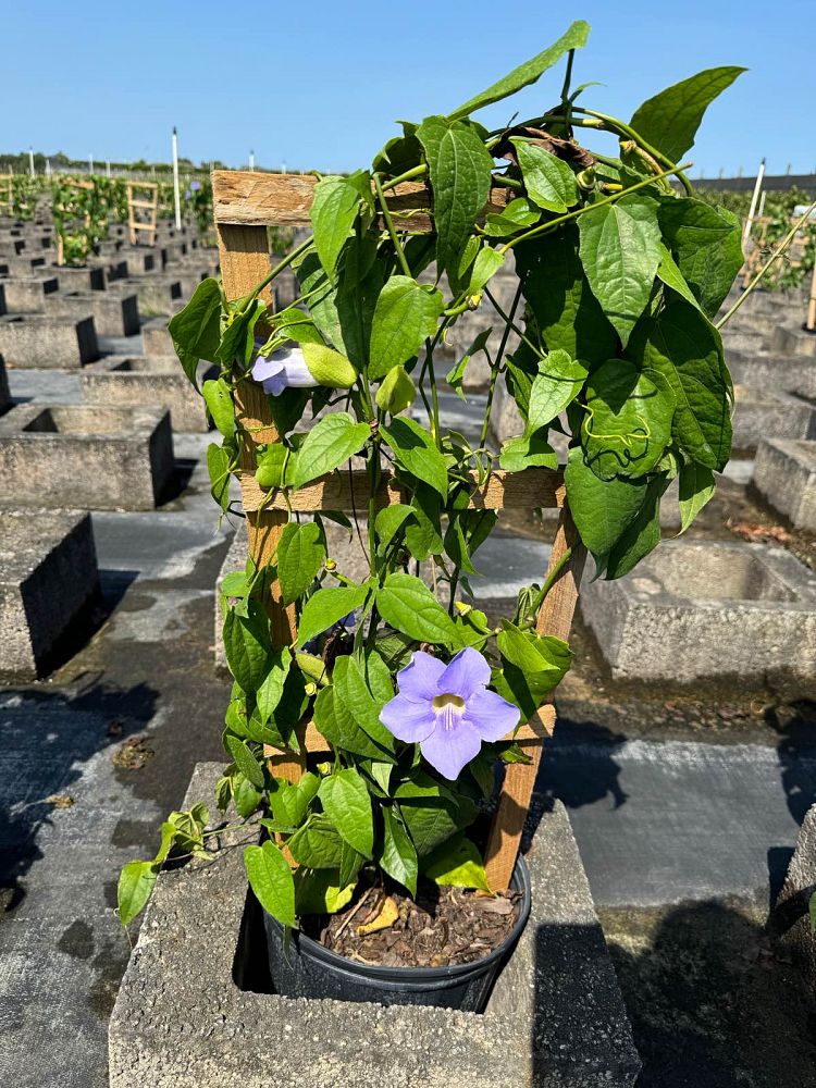 thunbergia-grandiflora-blue-sky-vine