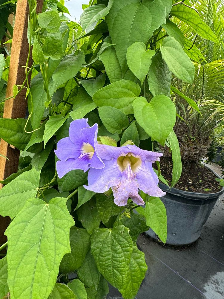 thunbergia-grandiflora-blue-sky-vine
