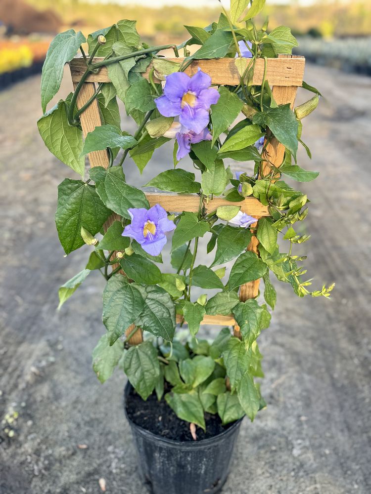 thunbergia-grandiflora-blue-sky-vine