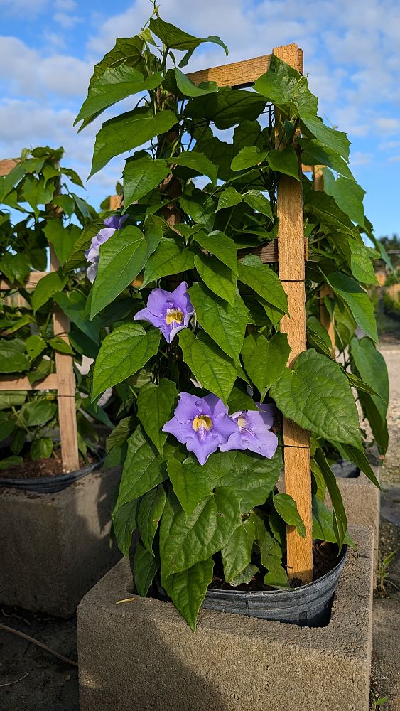 thunbergia-grandiflora-blue-sky-vine