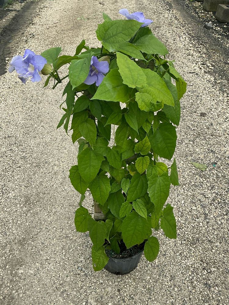 thunbergia-grandiflora-blue-sky-vine