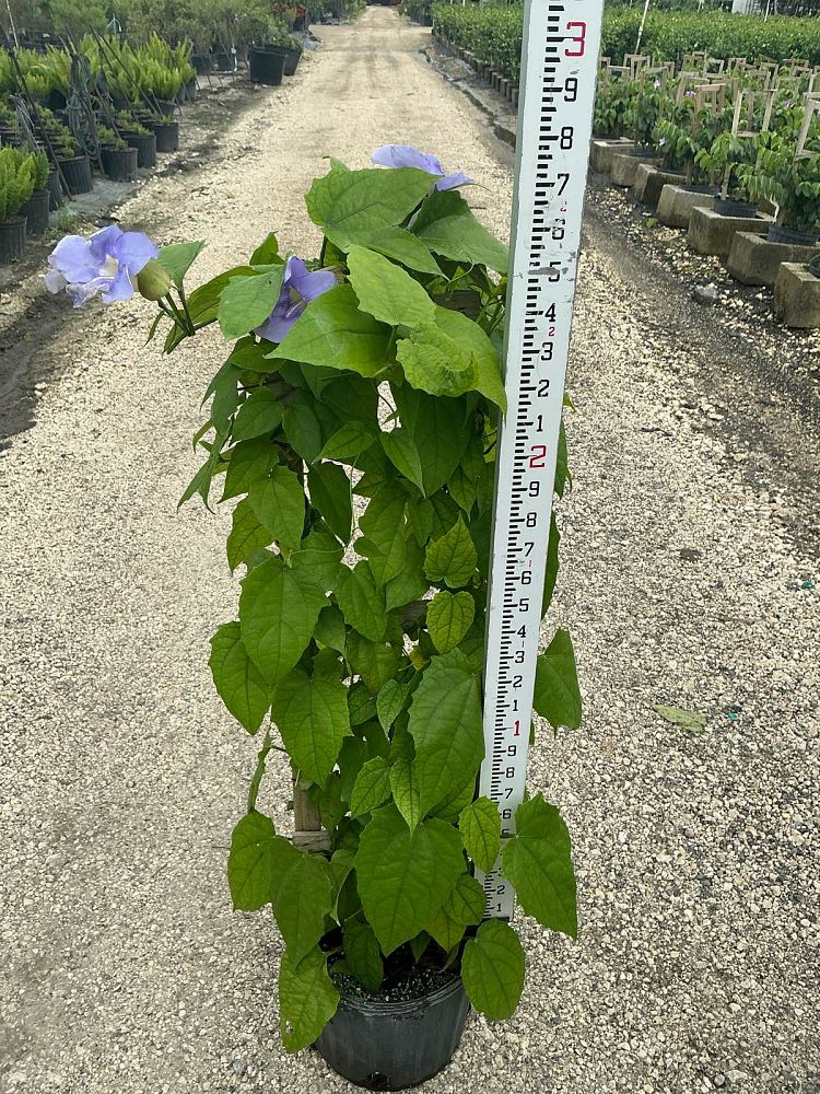 thunbergia-grandiflora-blue-sky-vine