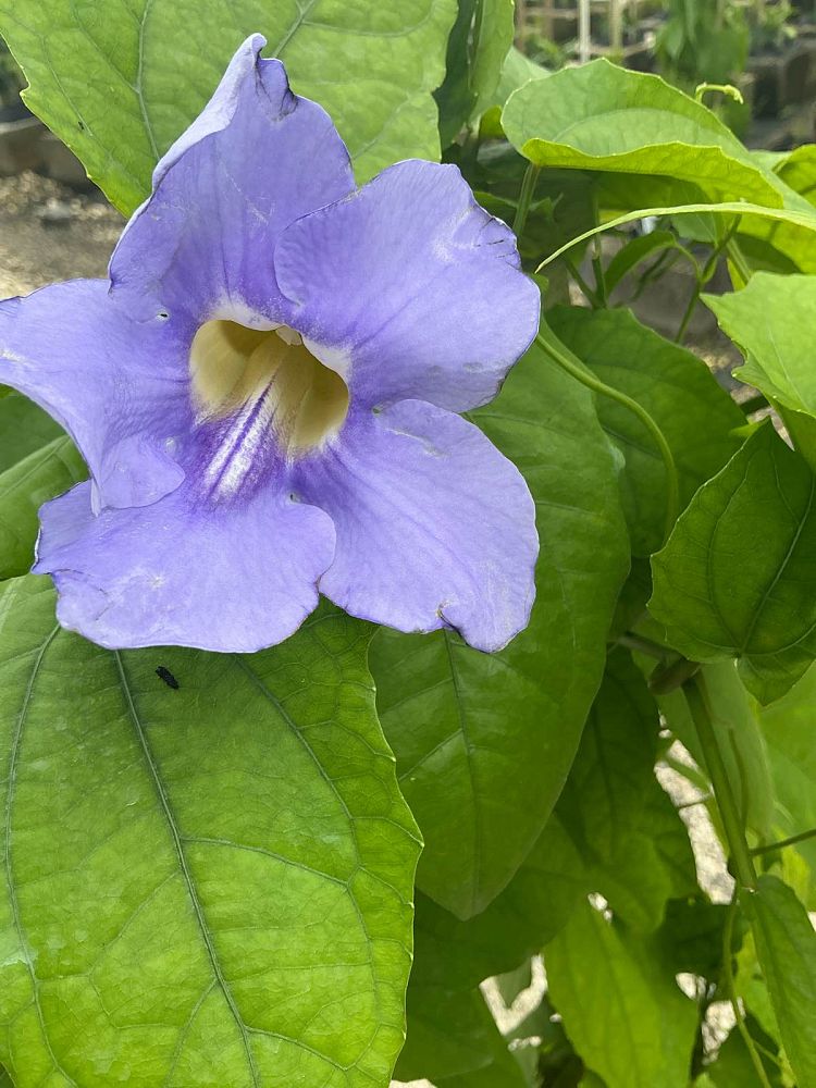 thunbergia-grandiflora-blue-sky-vine