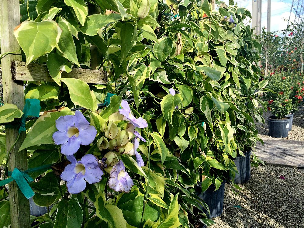 thunbergia-grandiflora-variegata-sky-vine