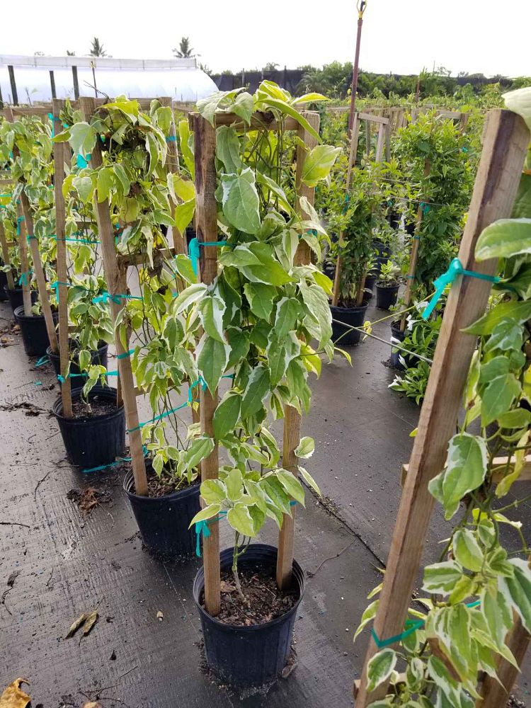 thunbergia-grandiflora-variegata-sky-vine