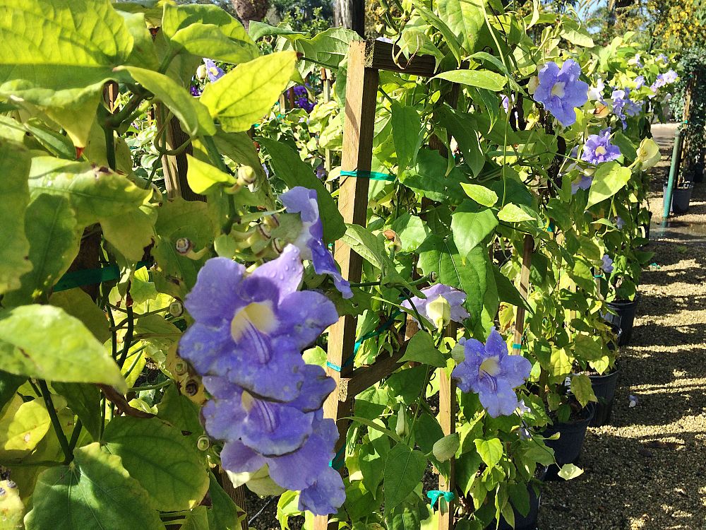 thunbergia-laurifolia-thunbergia-grandiflora-antigua