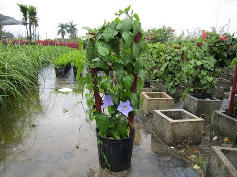 thunbergia