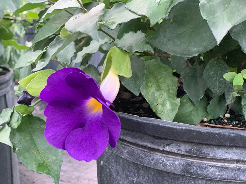 thunbergia