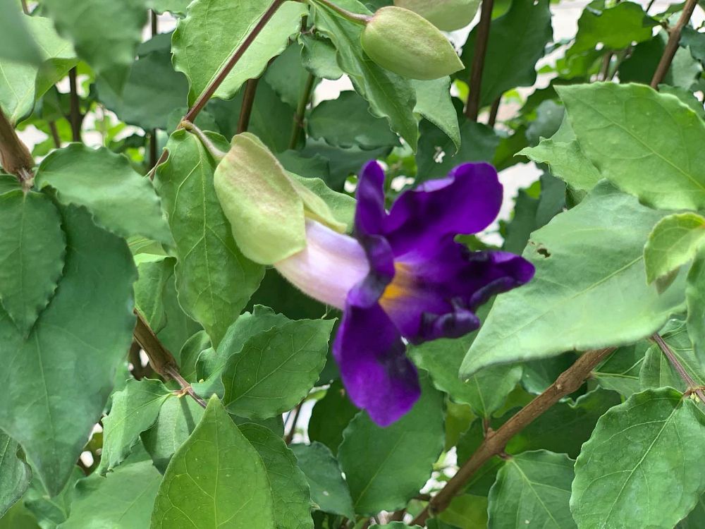thunbergia
