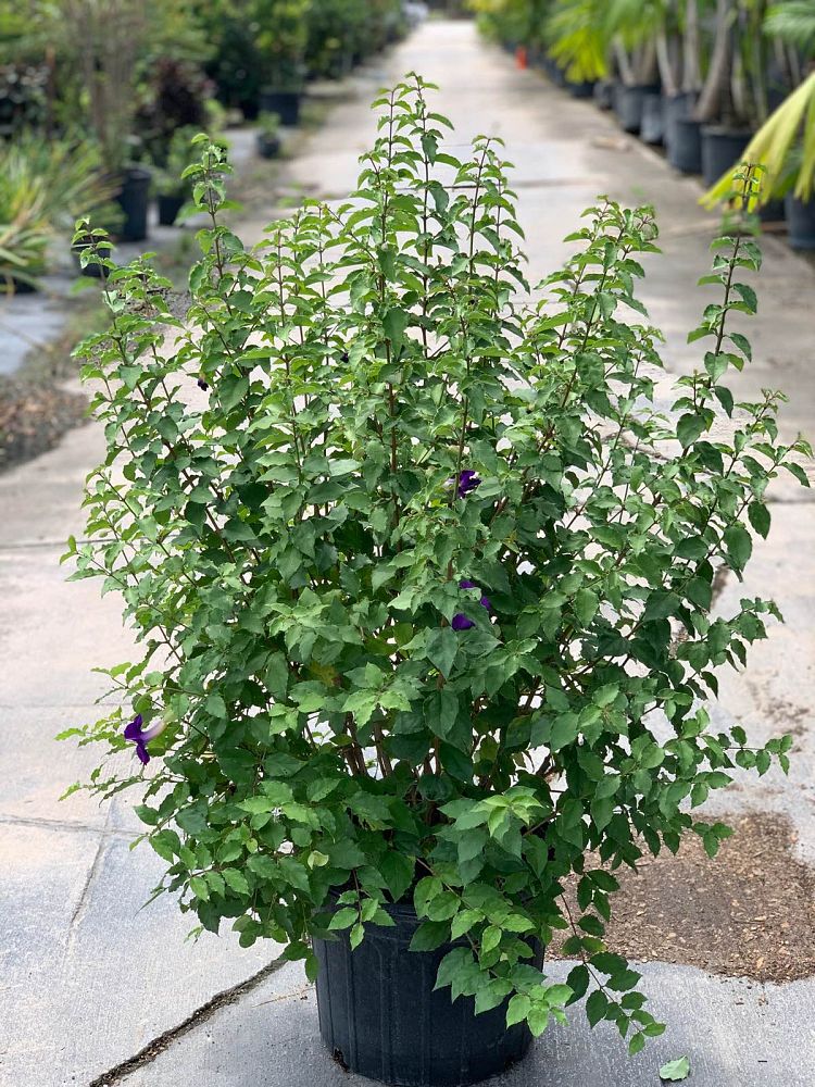 thunbergia