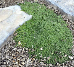 thymus-praecox-elfin-mother-of-thyme