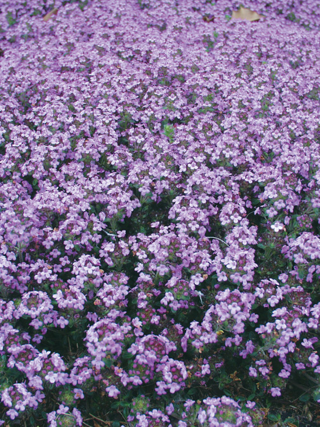 thymus-praecox-elfin-mother-of-thyme