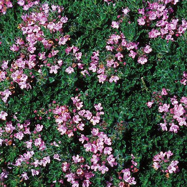 thymus-praecox-pink-chintz-mother-of-thyme