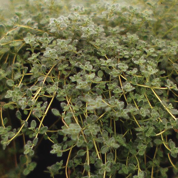 thymus-pseudolanuginosus-woolly-thyme