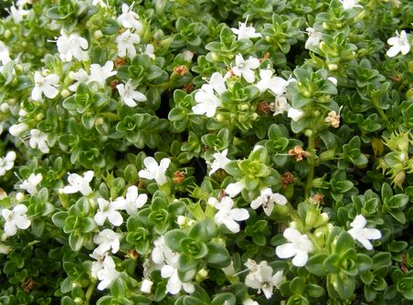 thymus-serpyllum-albus-wild-thyme-creeping-thyme
