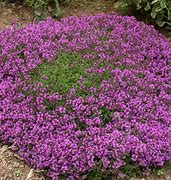 thymus-serpyllum-coccineus-wild-thyme-creeping-thyme