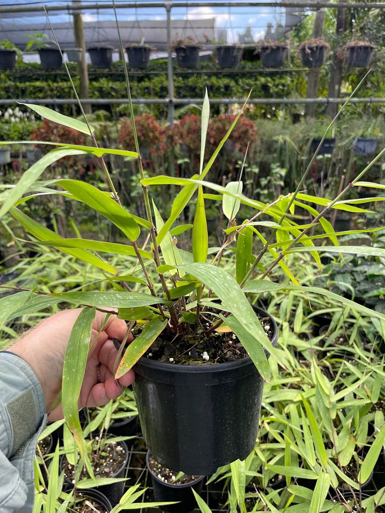 thysanolaena-maxima-tiger-grass
