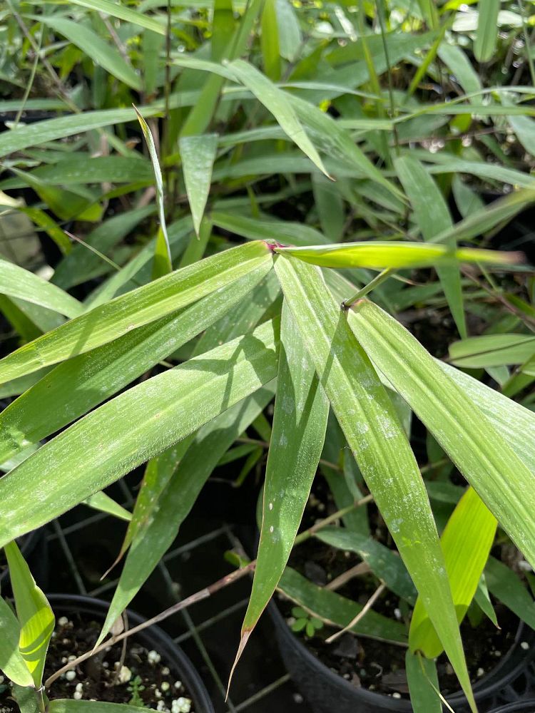 thysanolaena-maxima-tiger-grass