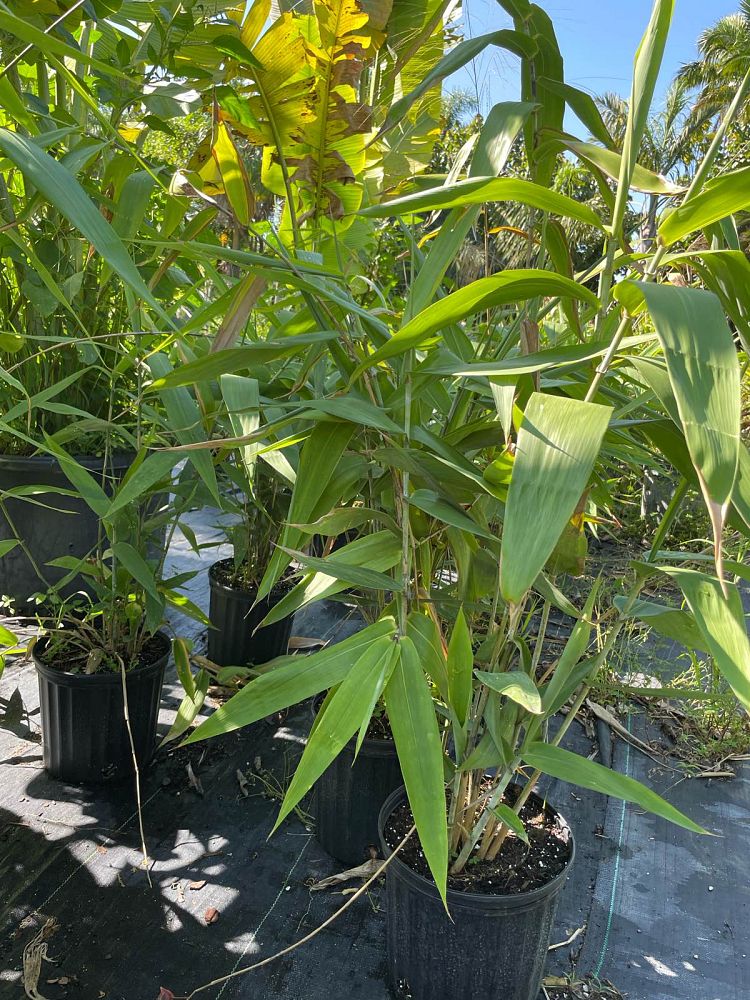 thysanolaena-maxima-tiger-grass