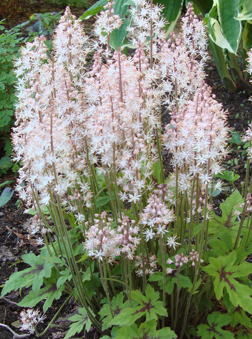 tiarella-cordifolia-brandywine-false-mitrewort-running-foam-flower-allegheny-foamflower