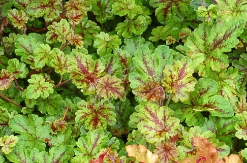 tiarella-cordifolia-fancy-trails-heartleaf-foamflower