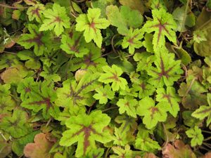 tiarella-cordifolia-lehigh-heartleaf-foamflower