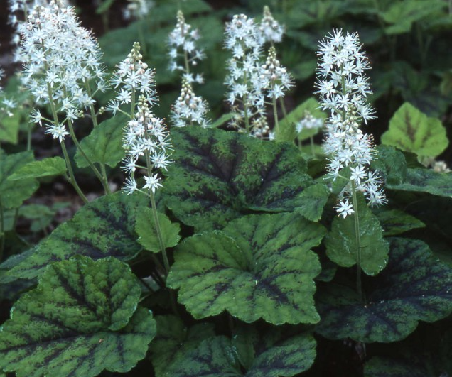 tiarella-cordifolia-running-tapestry-foam-flower