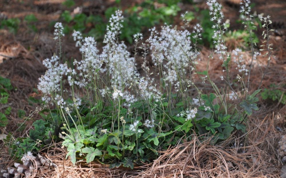 tiarella-cordifolia-susquehanna-false-mitrewort-running-foam-flower-allegheny-foamflower