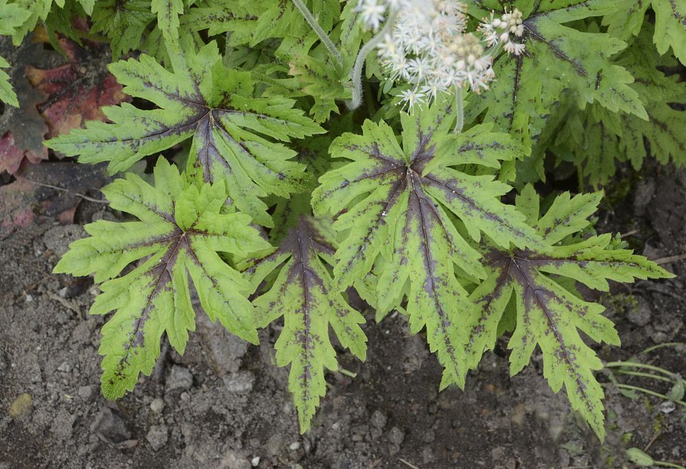 tiarella-cutting-edge