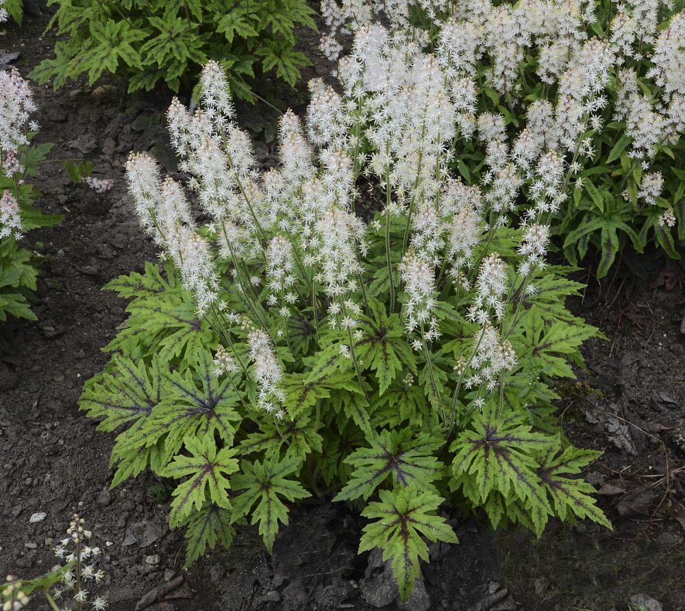 tiarella-cutting-edge