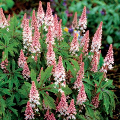 tiarella-pink-skyrocket-foamflower