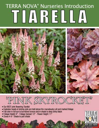 tiarella-pink-skyrocket-foamflower