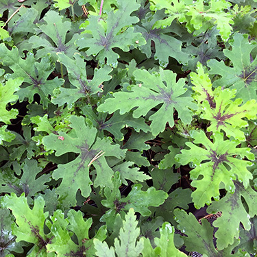 tiarella-timbuktu-foam-flower