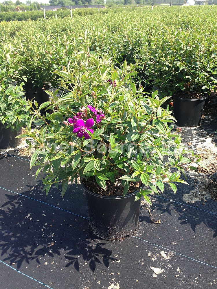 tibouchina-glory-bush