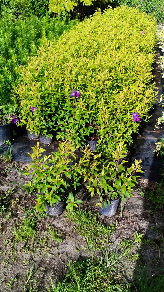 tibouchina-glory-bush