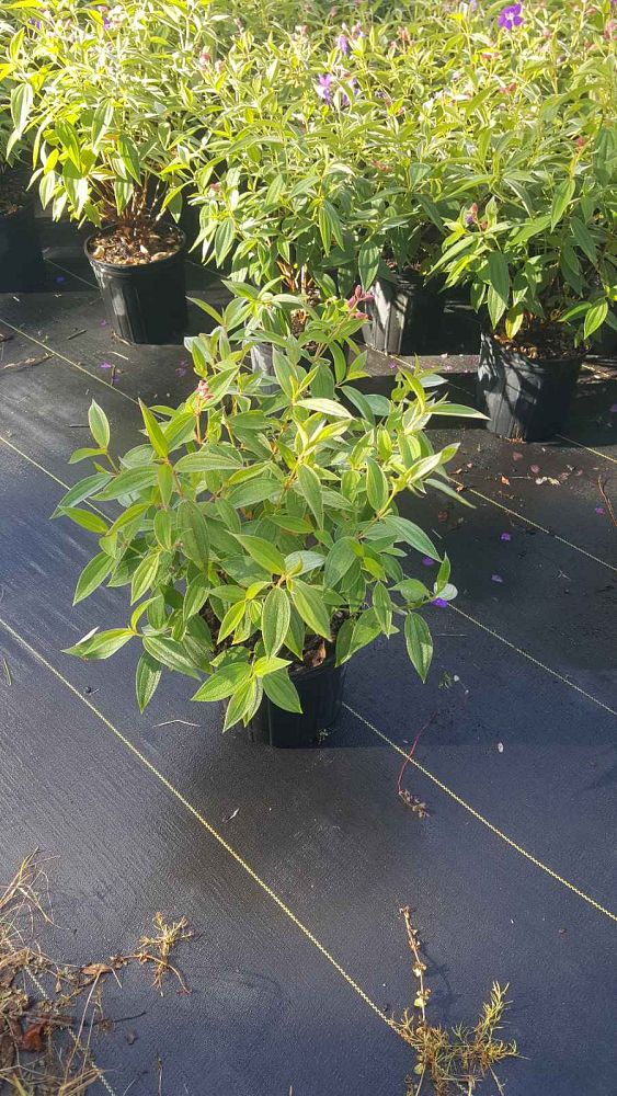 tibouchina-glory-bush