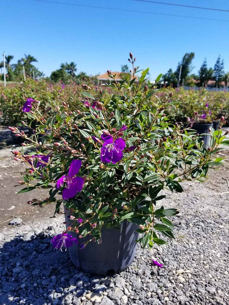 tibouchina-glory-bush