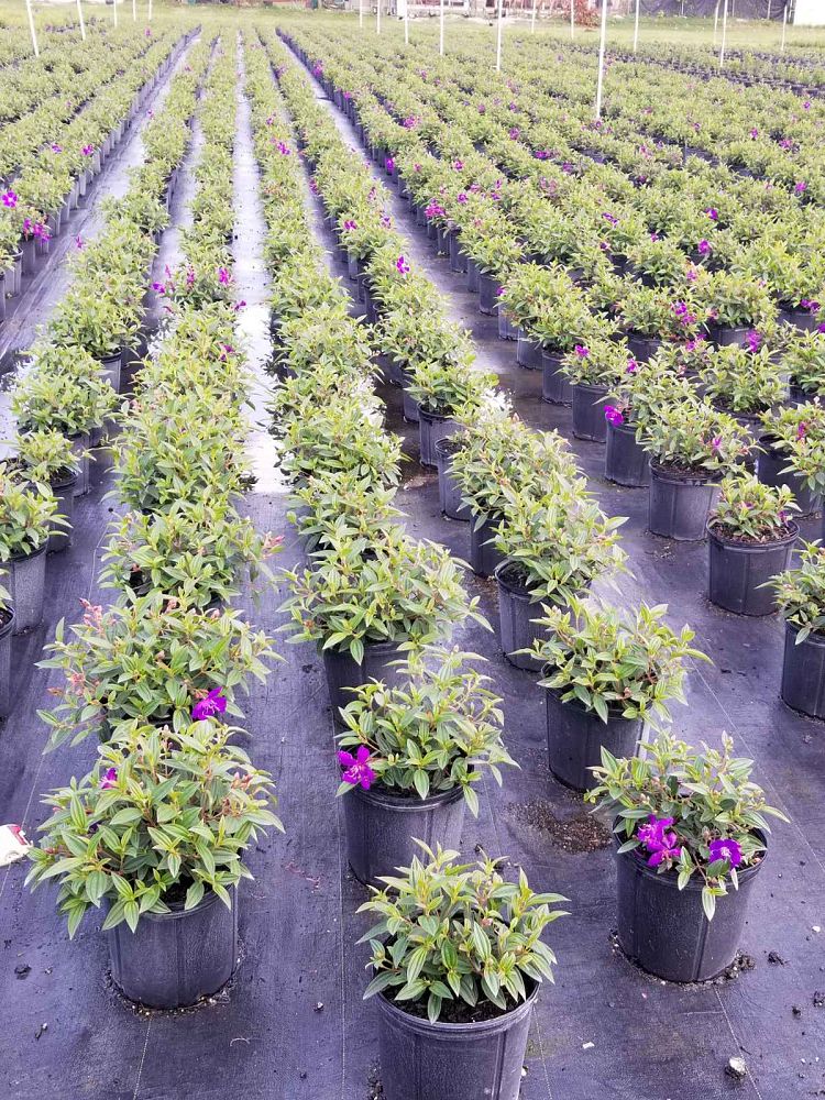 tibouchina-glory-bush