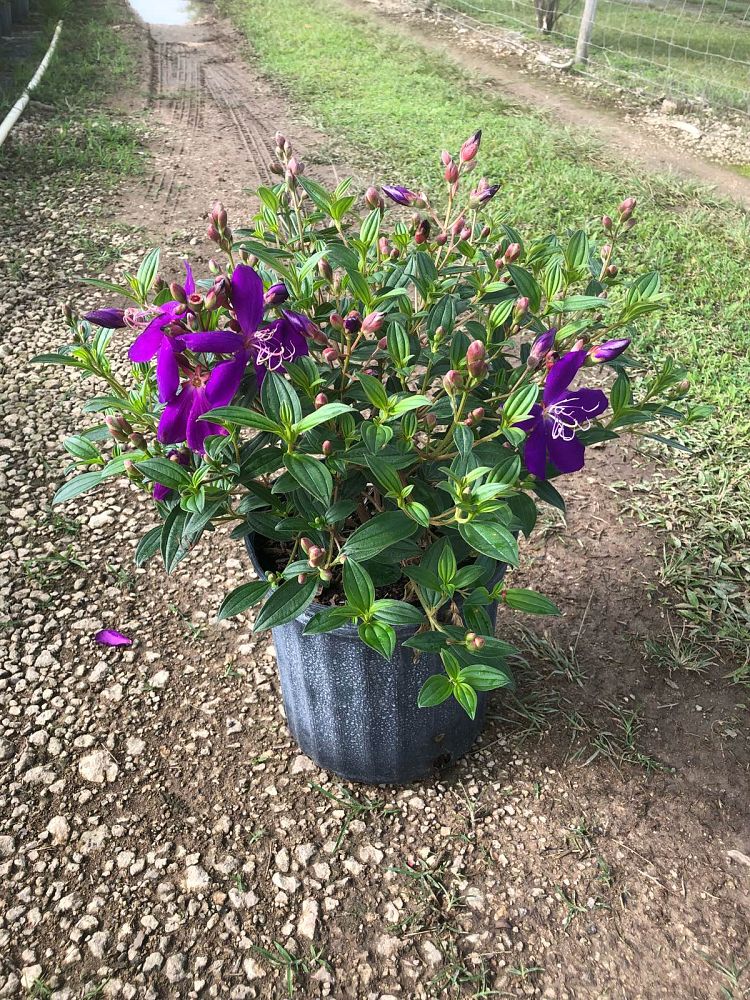 tibouchina-glory-bush